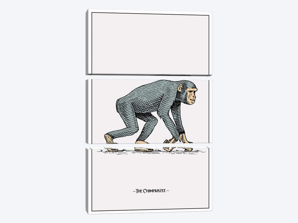 The Chimpanzee by Jay Stanley 3-piece Canvas Artwork