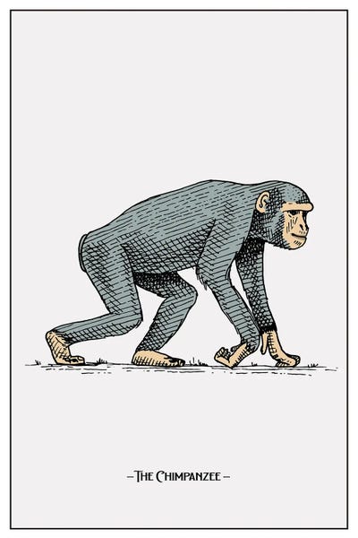 Chimpanzees: The Chimpanzee by jay stanley