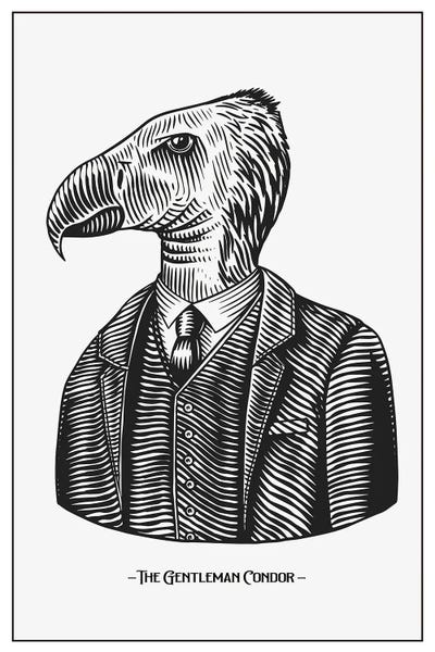 jay stanley: The Gentleman Condor by jay stanley