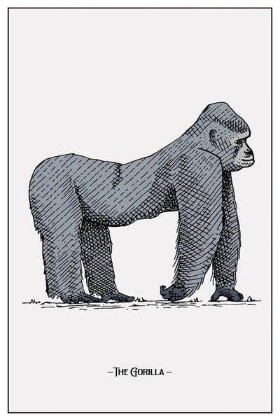 Gorillas: The Gorilla by jay stanley