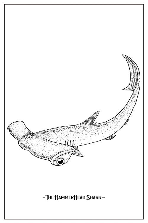 The Hammerhead Shark