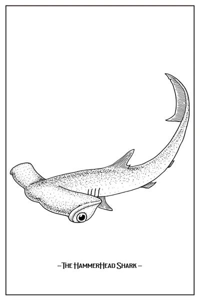 jay stanley: The Hammerhead Shark by jay stanley