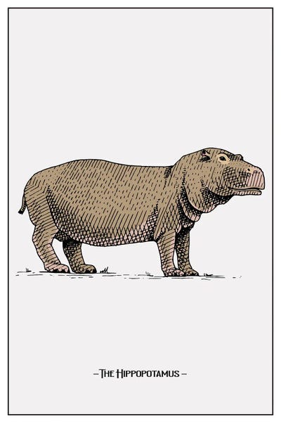 jay stanley: The Hippopotamus by jay stanley