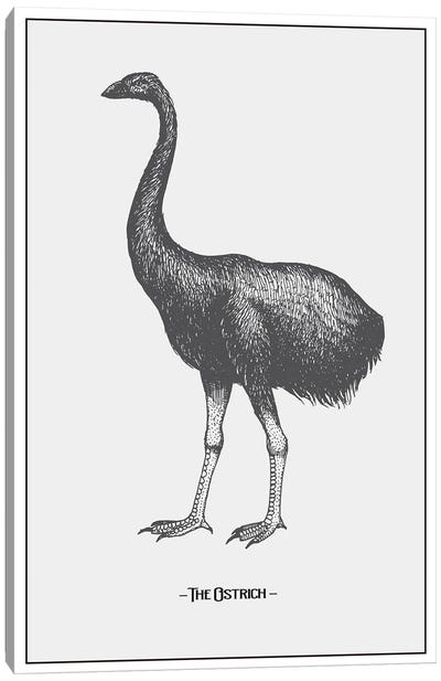 The Ostrich Canvas Art Print - Ostrich Art