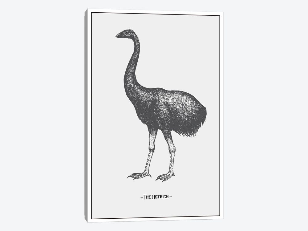 The Ostrich by Jay Stanley 1-piece Art Print
