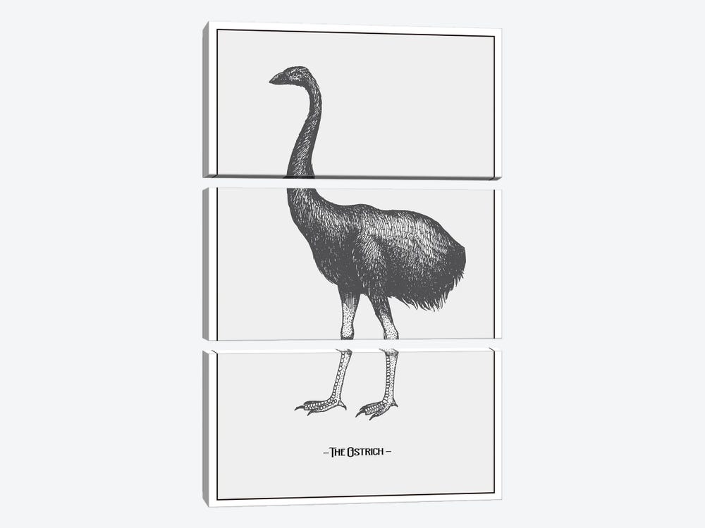 The Ostrich by Jay Stanley 3-piece Canvas Art Print