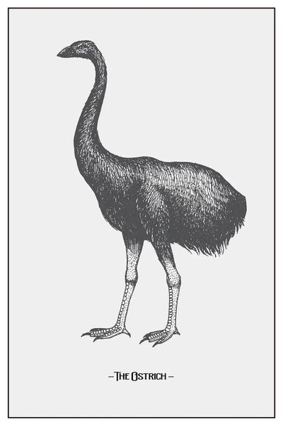 jay stanley: The Ostrich by jay stanley