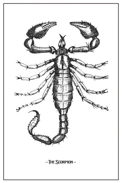 jay stanley: The Scorpion by jay stanley