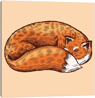 The Sleeping Fox Canvas Art Print - Jay Stanley