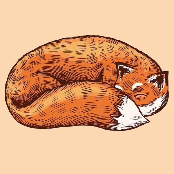 Foxes: The Sleeping Fox by jay stanley