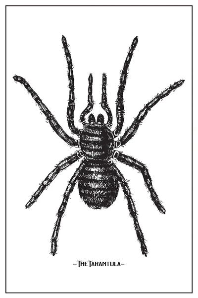 jay stanley: The Tarantula by jay stanley
