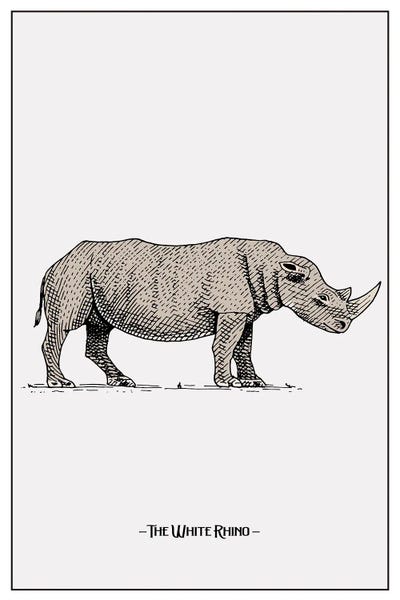 Rhinoceroses: The White Rhino by jay stanley