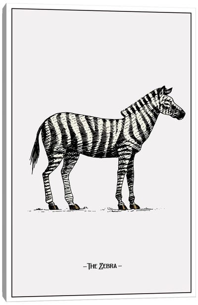 The Zebra Canvas Art Print - Jay Stanley