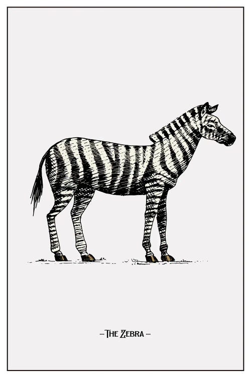 The Zebra