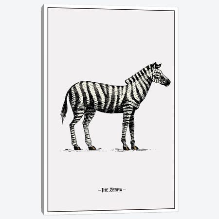 The Zebra Canvas Print #STY460} by Jay Stanley Canvas Print