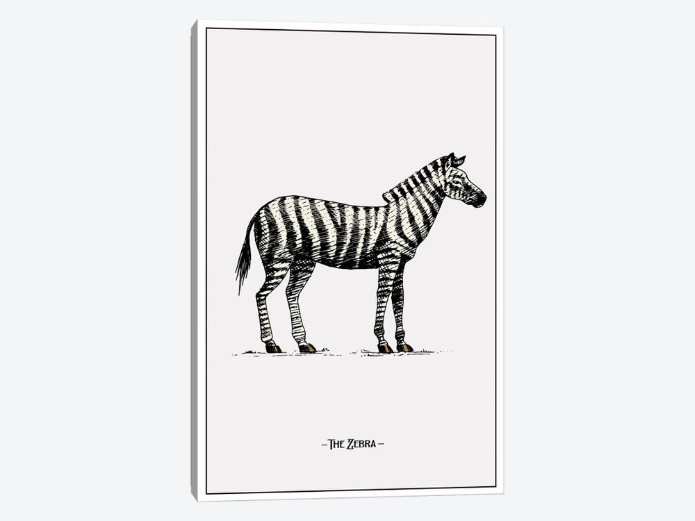 The Zebra by Jay Stanley 1-piece Art Print