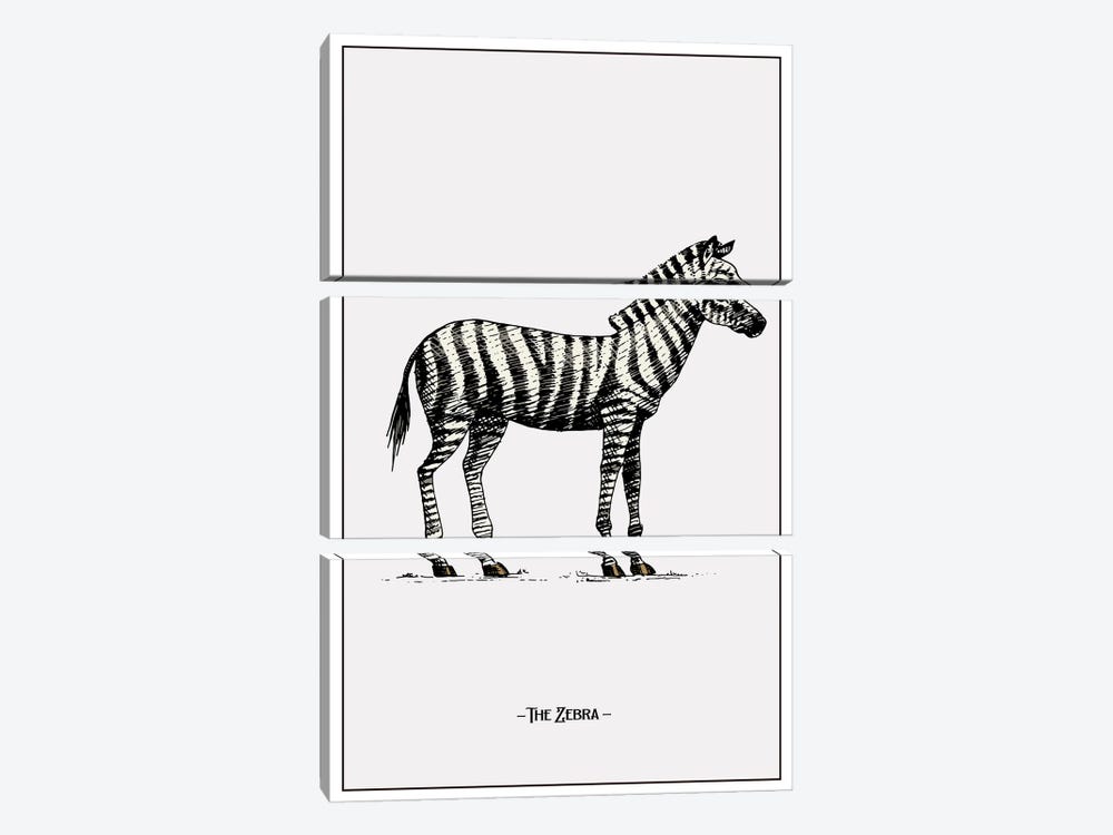 The Zebra by Jay Stanley 3-piece Canvas Art Print