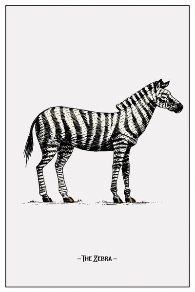 Zebras: The Zebra by jay stanley