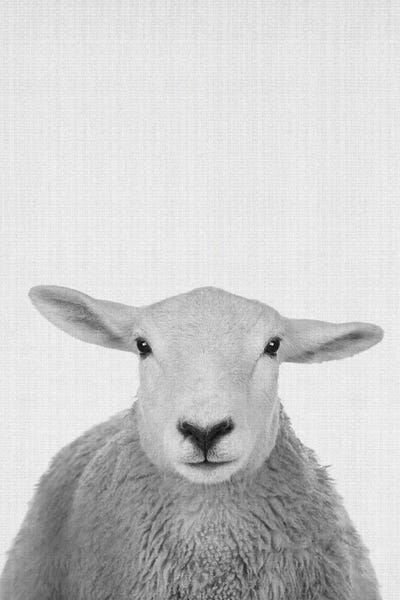 jay stanley: Trust This Wise Sheep by jay stanley