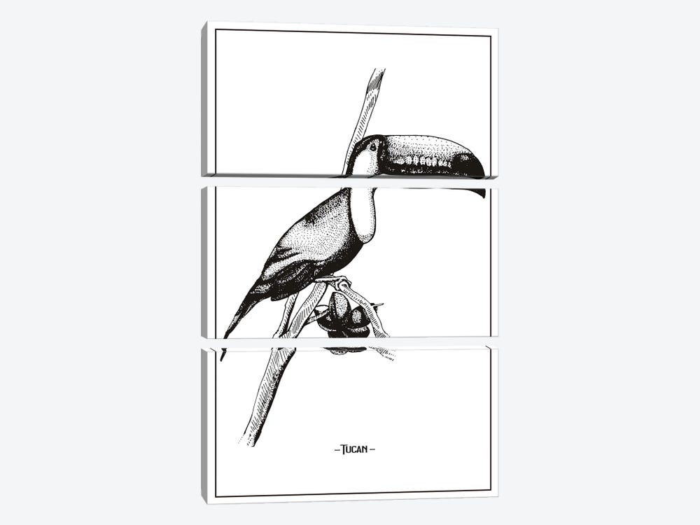 Tucan by Jay Stanley 3-piece Canvas Art