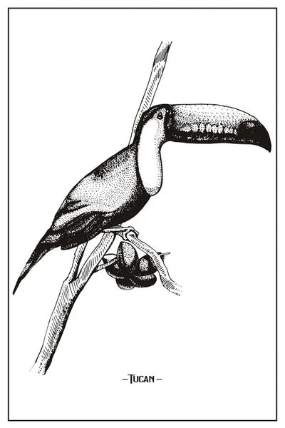 jay stanley: Tucan by jay stanley