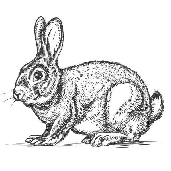 jay stanley: Watch Out For The Bunny by jay stanley