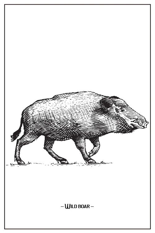 Wild Boar