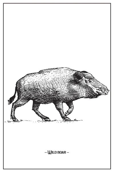 Pigs: Wild Boar by jay stanley