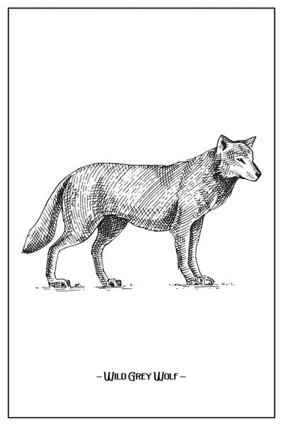 Wolves: Wild Grey Wolf by jay stanley