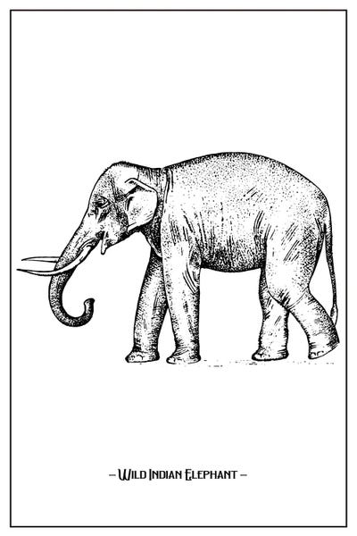 jay stanley: Wild Indian Elephant by jay stanley