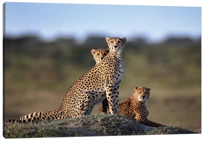 Cheetahs Family Canvas Art Print