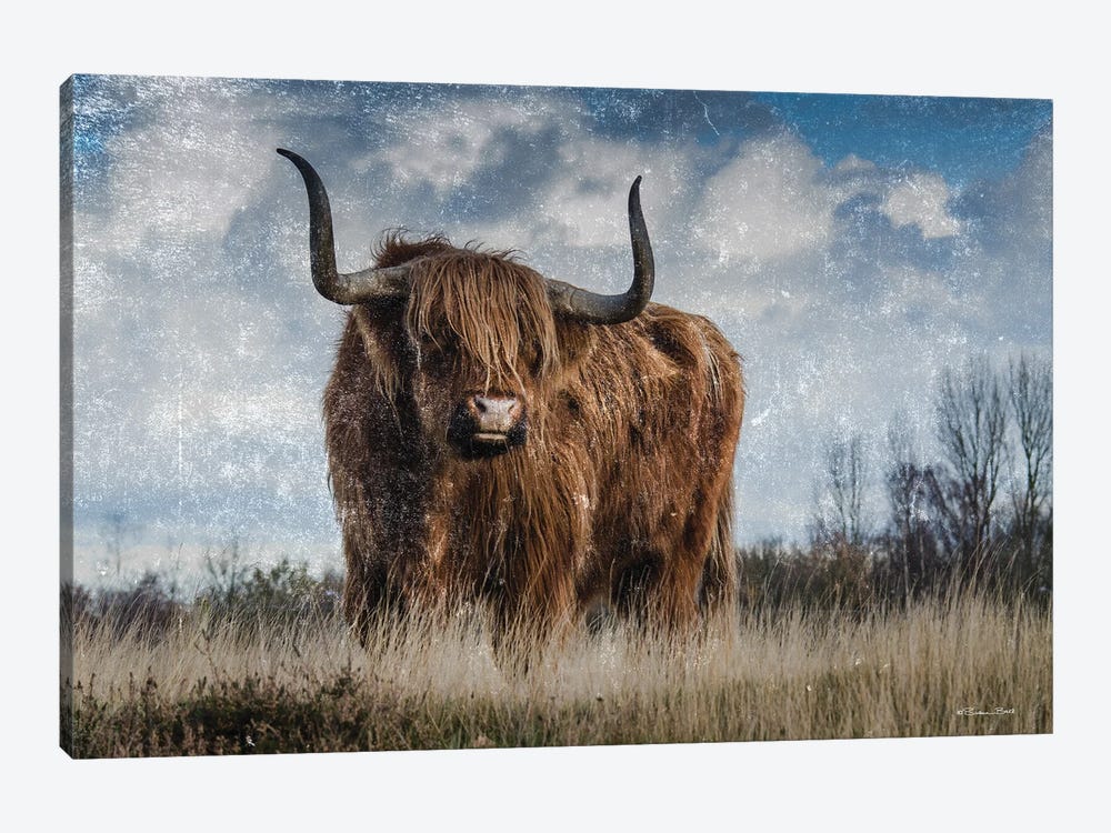 Highland Bull Vintage I by Susan Ball 1-piece Canvas Print