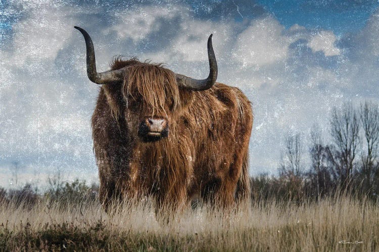 Highland Bull Vintage I