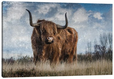 Highland Bull Vintage I Canvas Art Print