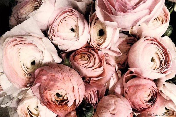 Ranunculi: Coral Ranunculus by Susan Ball