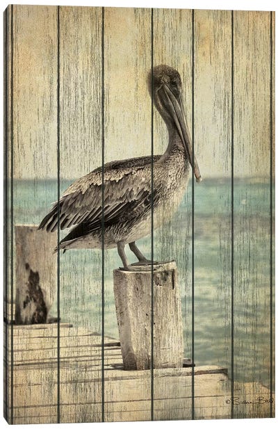 Vintage Pelican I  Canvas Art Print - Pelican Art