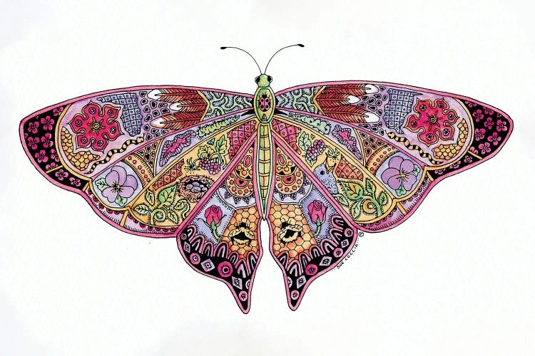 Butterfly