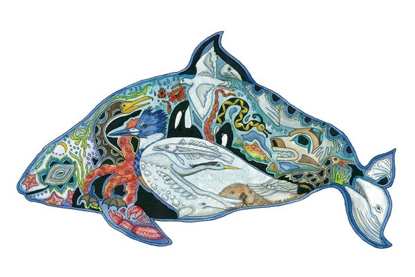 Dolphins: Dall's Porpoise by Sue Coccia