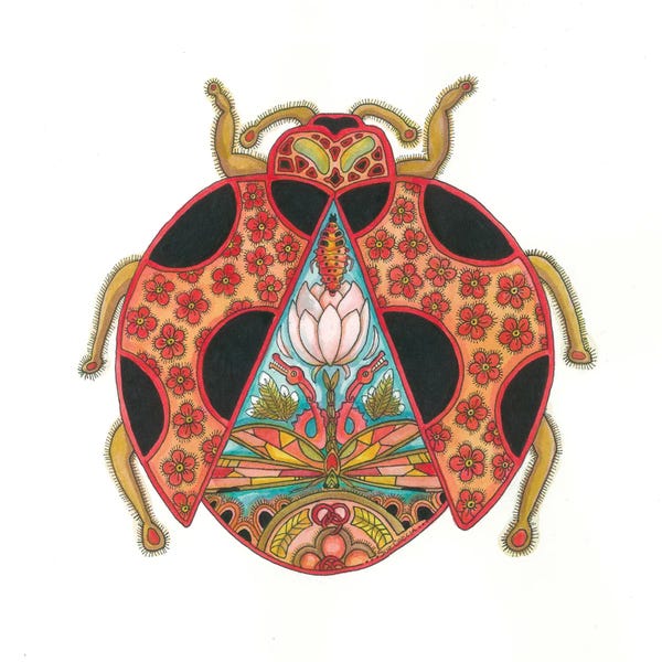 Ladybugs: Ladybug by Sue Coccia