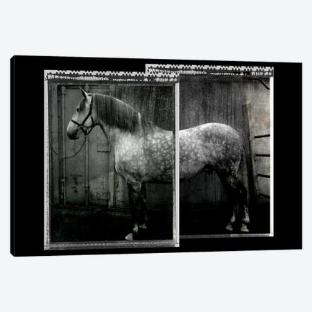 Equine Double Take IV Canvas Print #SUF10} by Susan Friedman Canvas Art Print