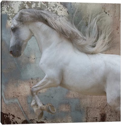 Horse Exposures IV Canvas Art Print
