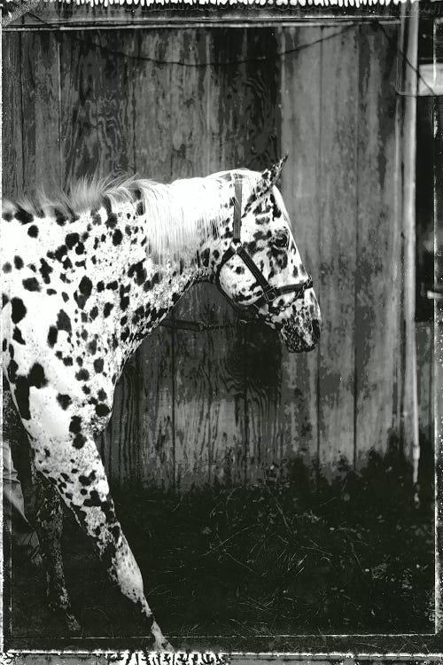 Equine Double Take I