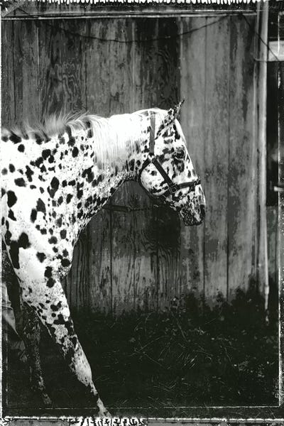 Equine Double Take I