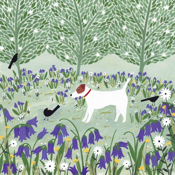 Terriers: Jack Russell Among Bluebells by Sian Summerhayes