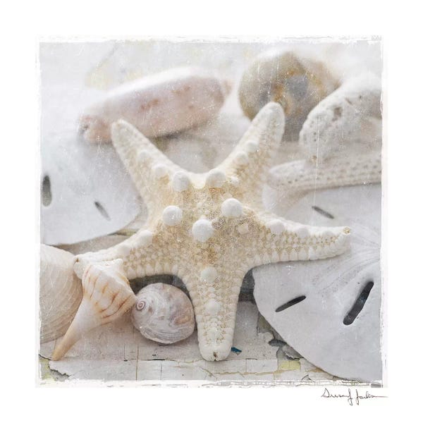 Starfish: Sanibel I by Susan Jackson