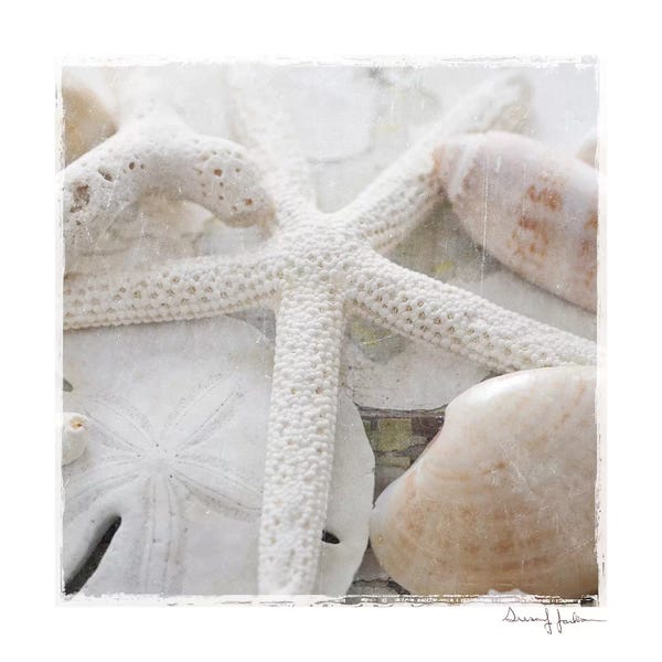 Starfish: Sanibel II by Susan Jackson