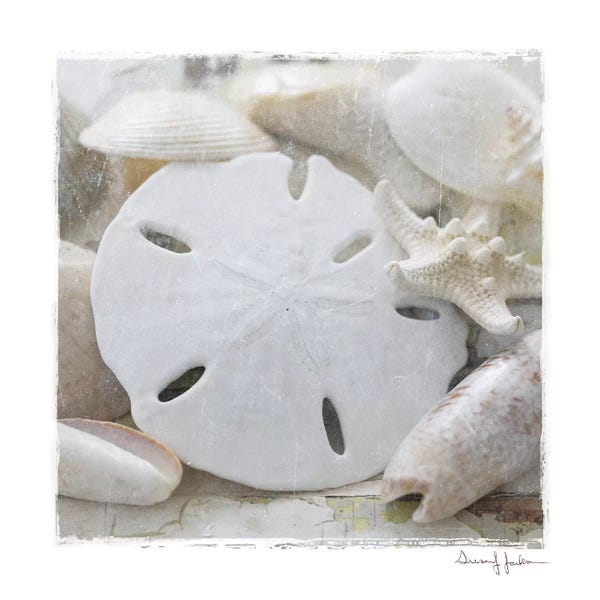 Still Life Photography: Sanibel IV by Susan Jackson