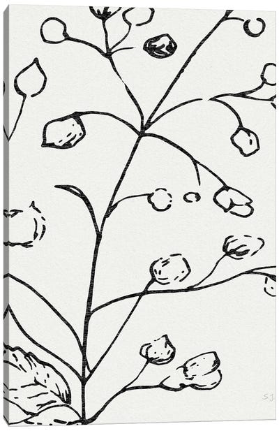 Botanical Sketch I Canvas Art Print - Susan Jill