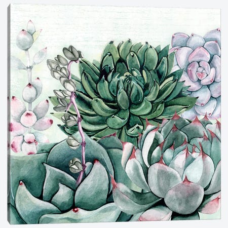 Succulent Garden II Canvas Print #SUS95} by Susan Jill Canvas Print