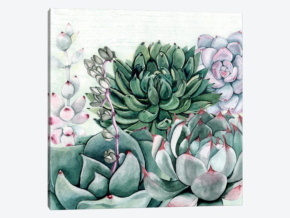 Succulent Garden II by Susan Jill 1-piece Canvas Print